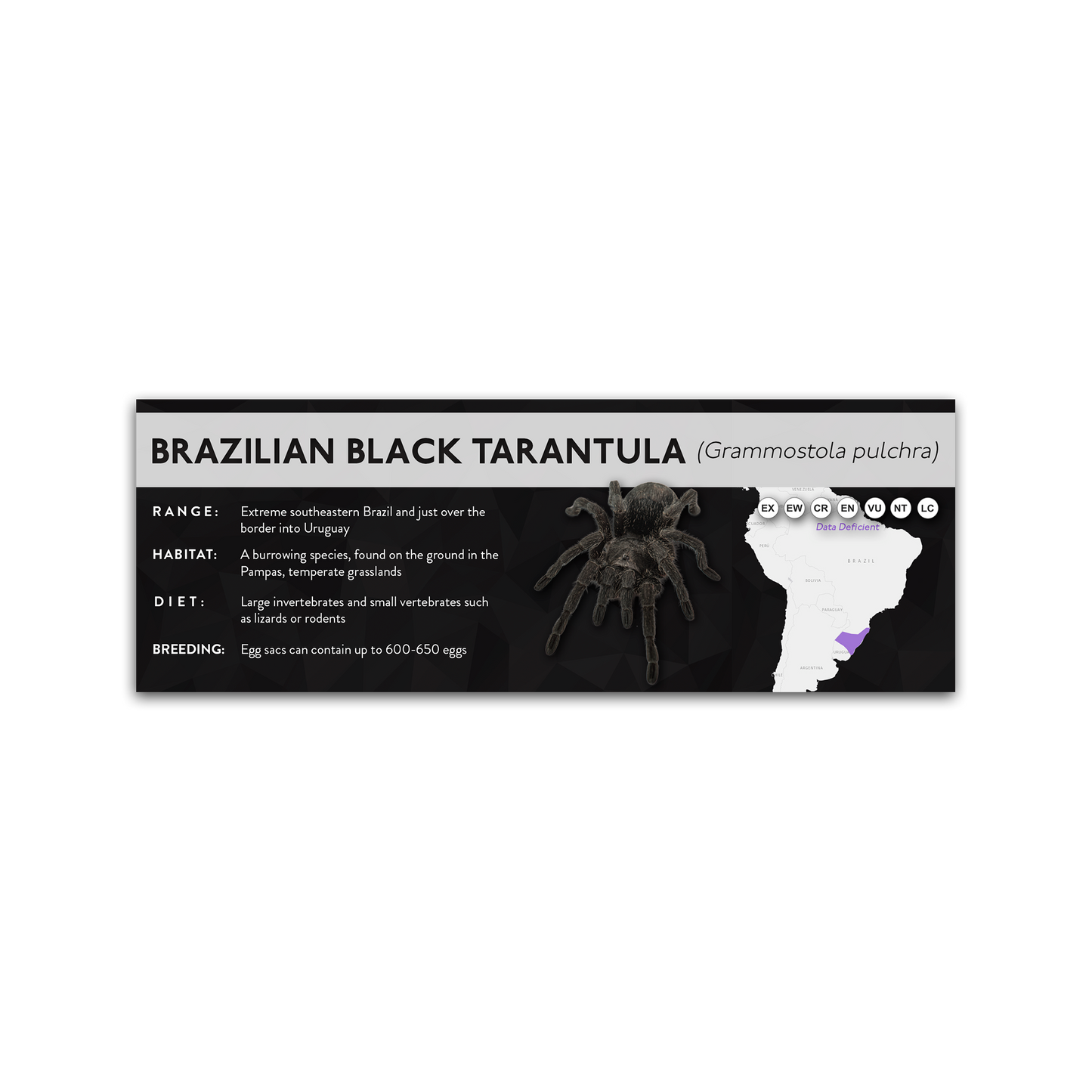 Brazilian Black Tarantula (Grammostola pulchra) - X Label