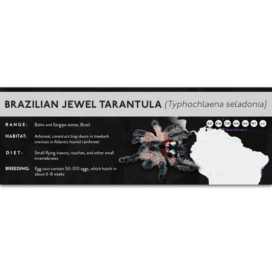 Brazilian Jewel Tarantula (Typhochlaena seladonia) - X Label