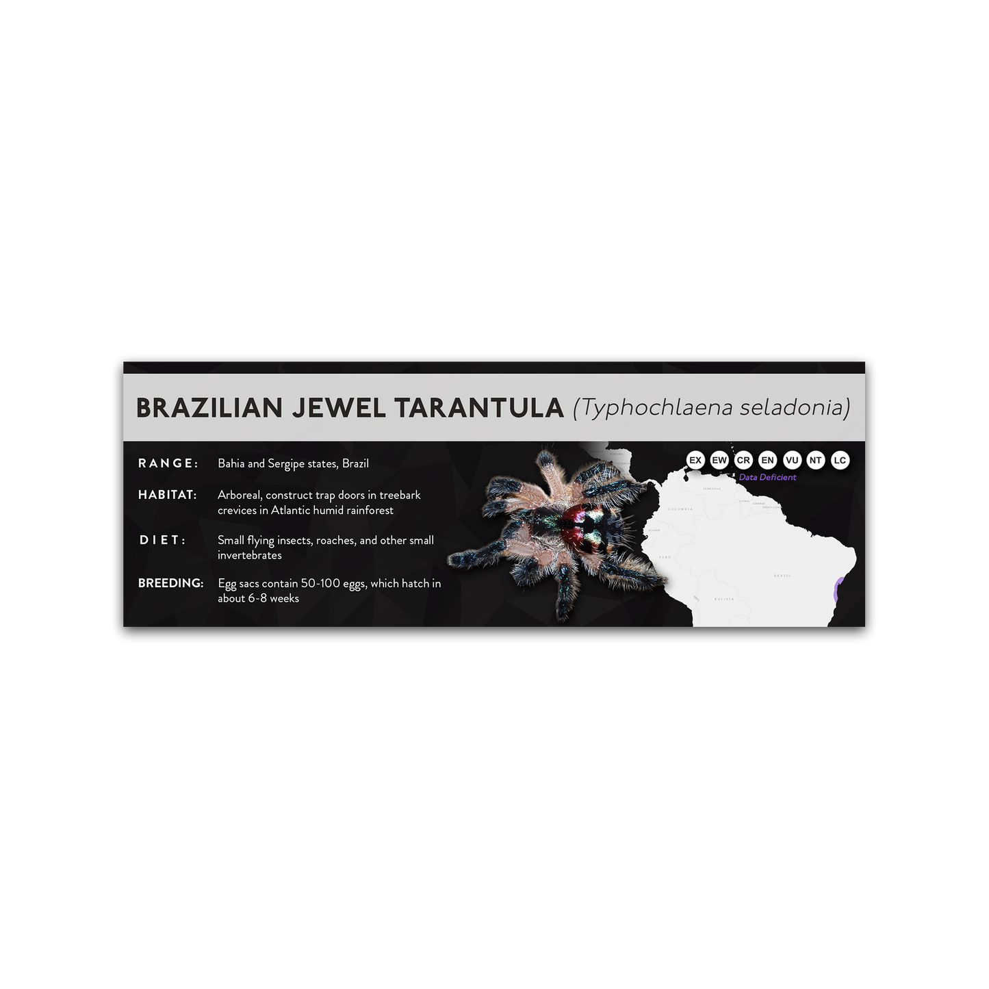 Brazilian Jewel Tarantula (Typhochlaena seladonia) - X Label