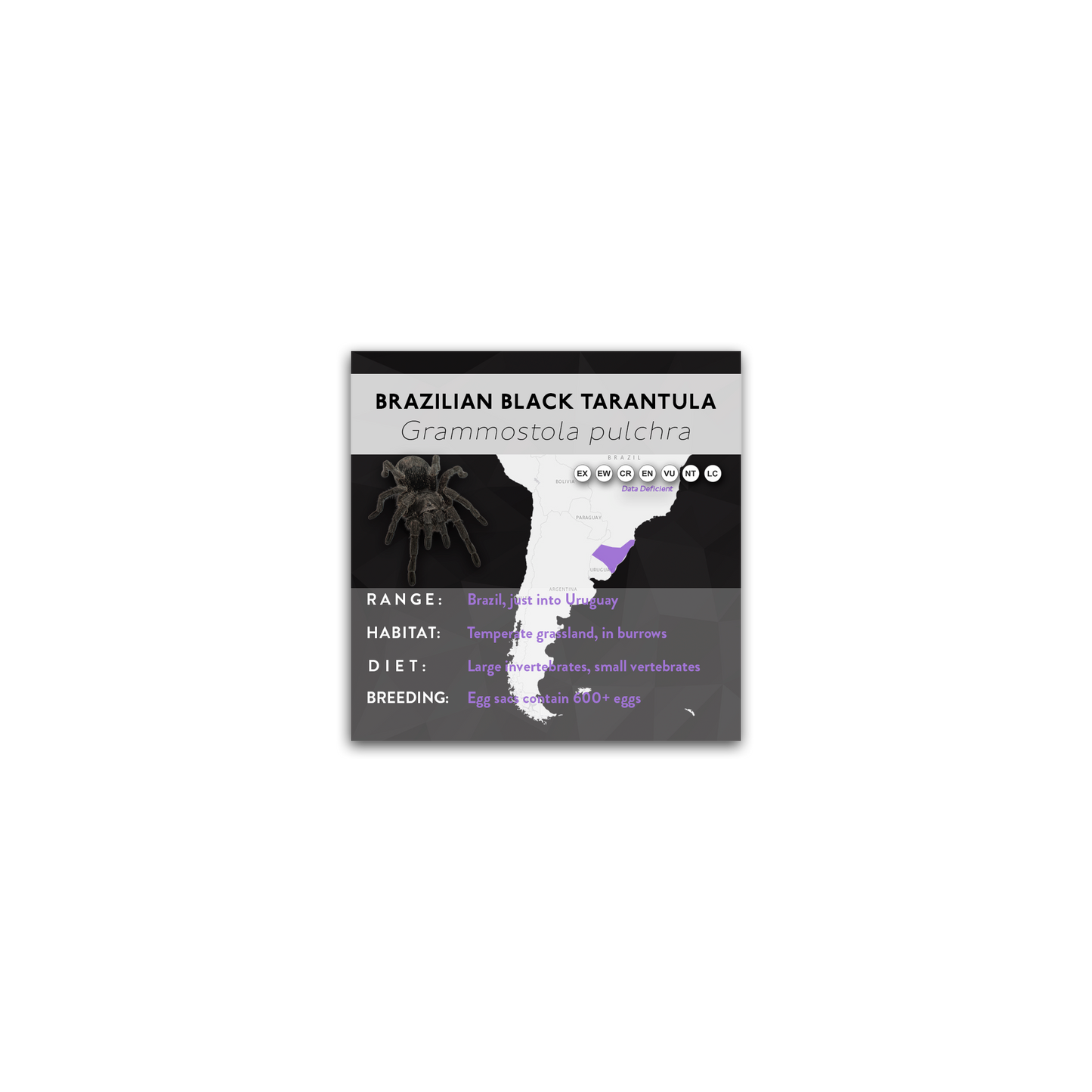 Brazilian Black Tarantula (Grammostola pulchra) - X Label