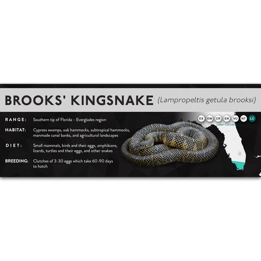 Brooks' Kingsnake (Lampropeltis getula brooksi) - X Label