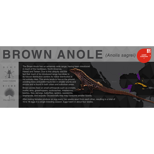 Brown Anole (Anolis sagrei) - Black Series Vivarium Label