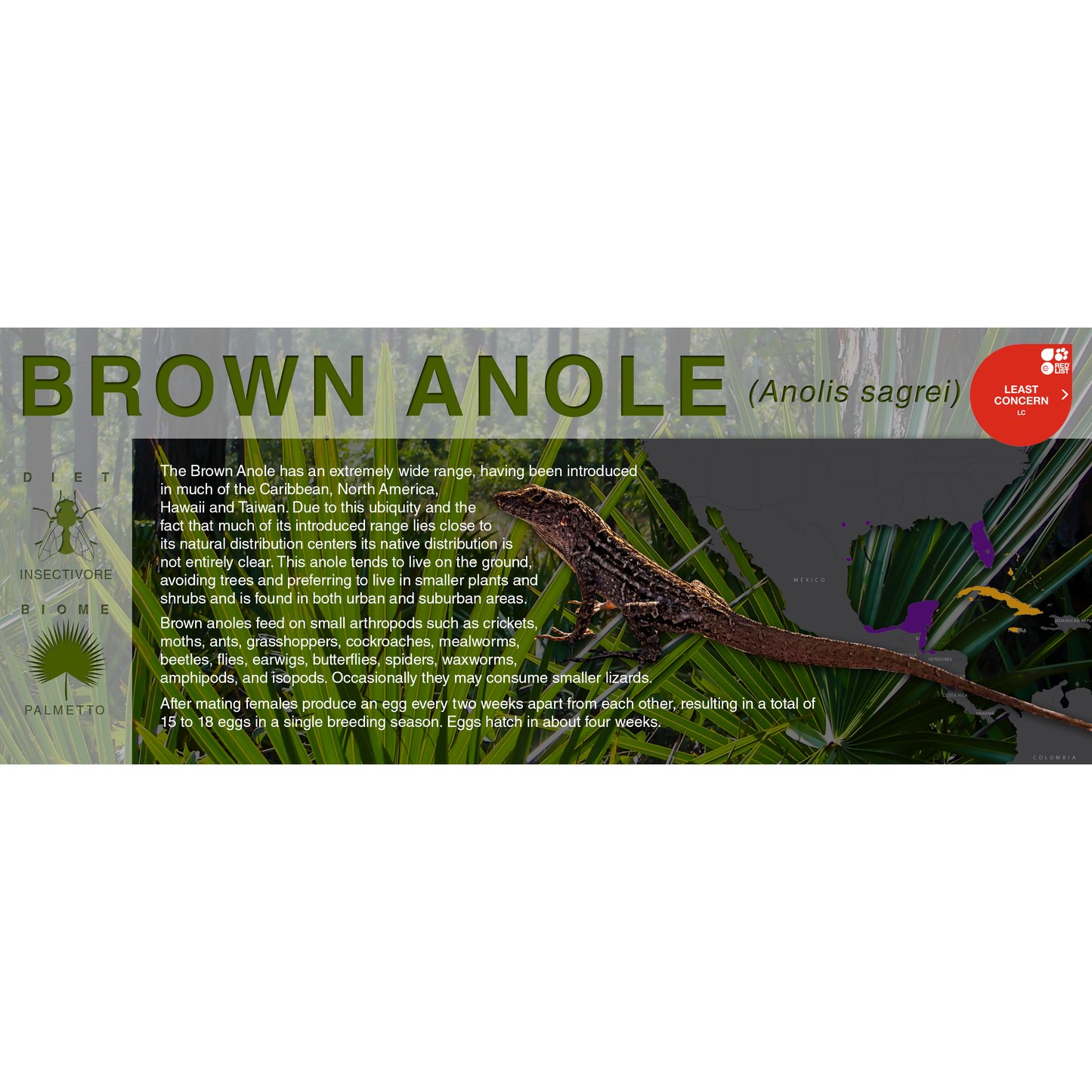 Brown Anole (Anolis sagrei) - Black Series Vivarium Label