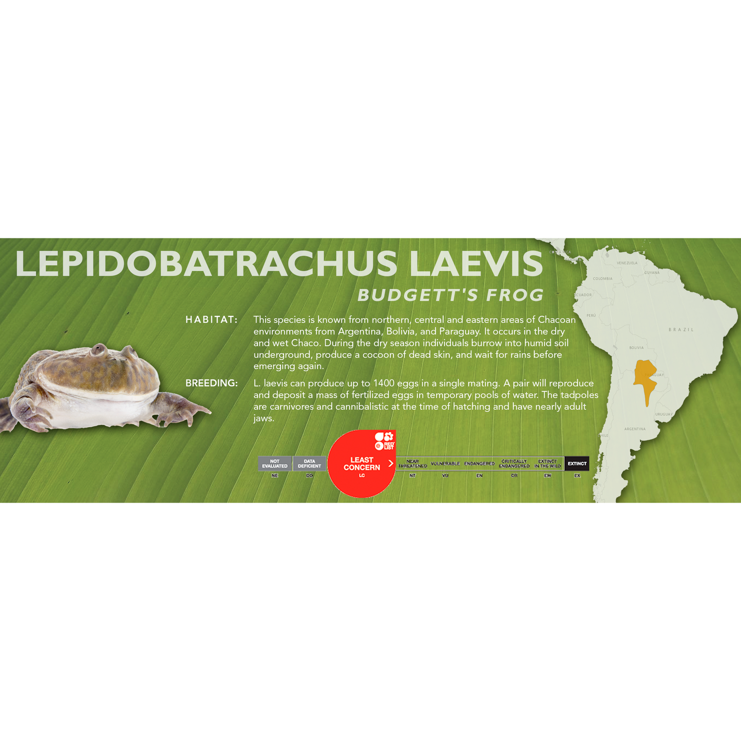 Budgett's Frog (Lepidobatrachus laevis) - Standard Vivarium Label