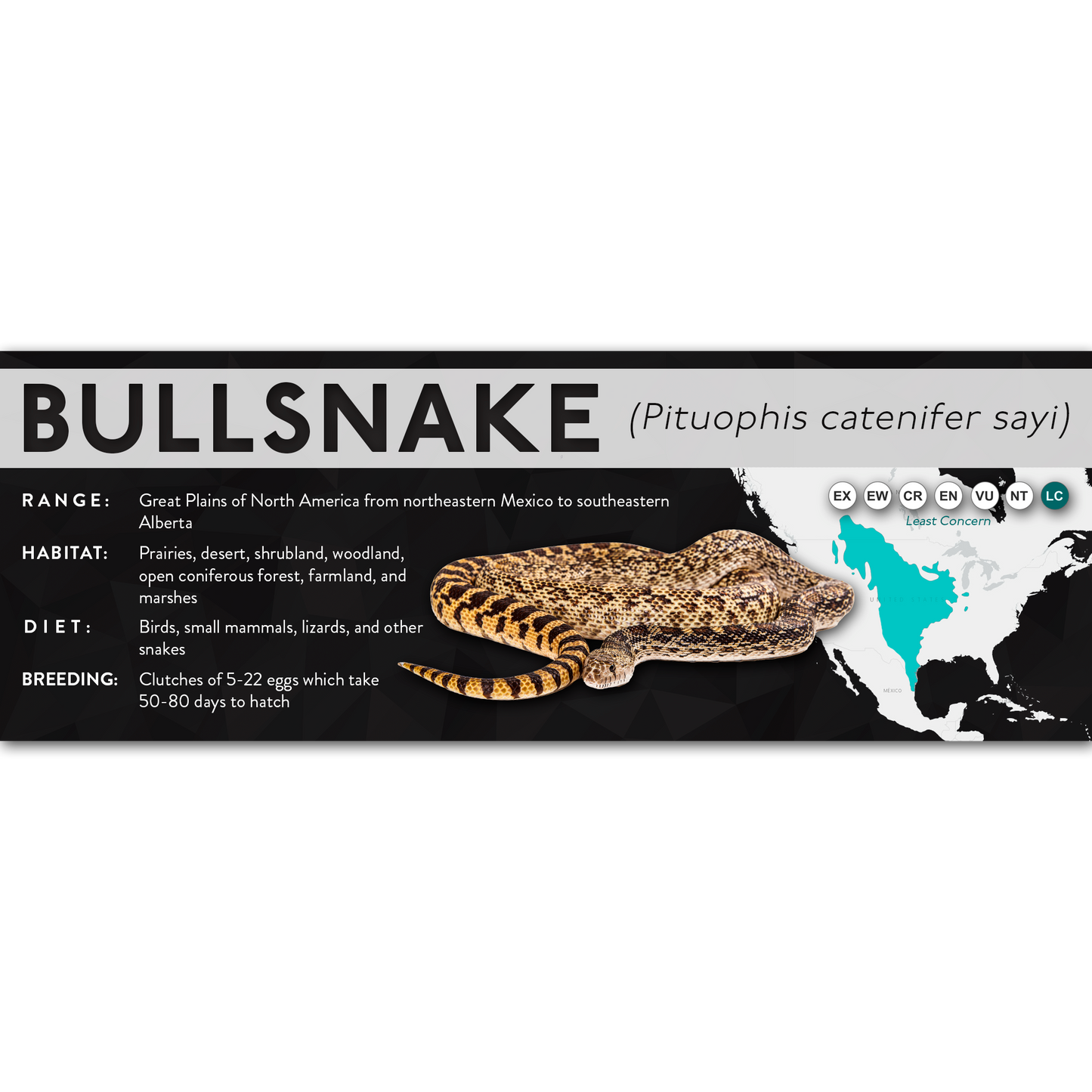 Bullsnake (Pituophis catenifer sayi) - X Label