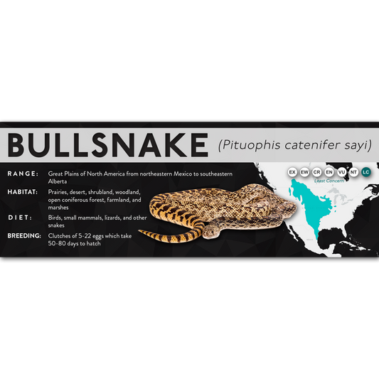 Bullsnake (Pituophis catenifer sayi) - X Label