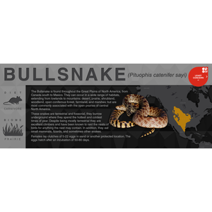 Bullsnake (Pituophis catenifer sayi) - Black Series Vivarium Label
