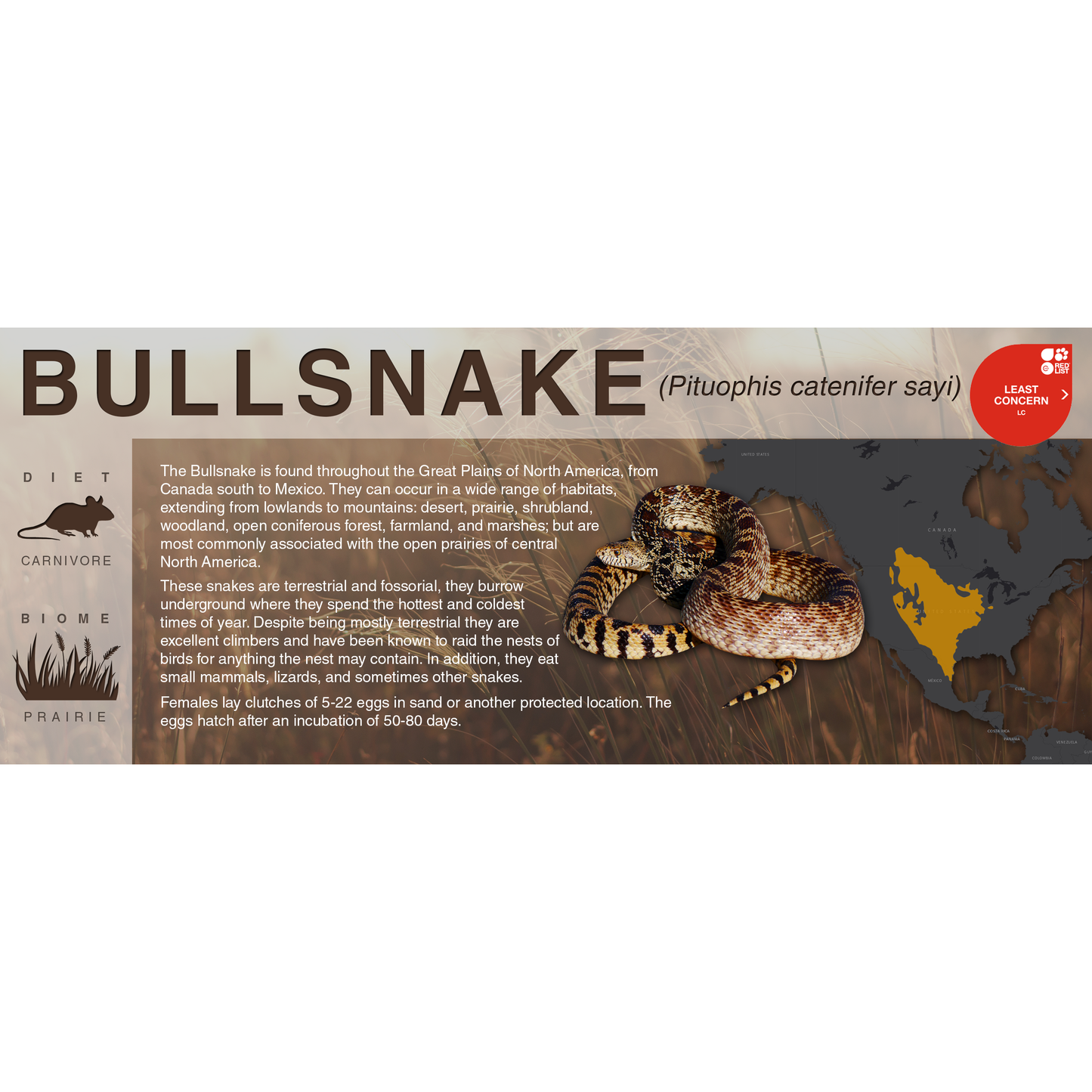 Bullsnake (Pituophis catenifer sayi) - Black Series Vivarium Label