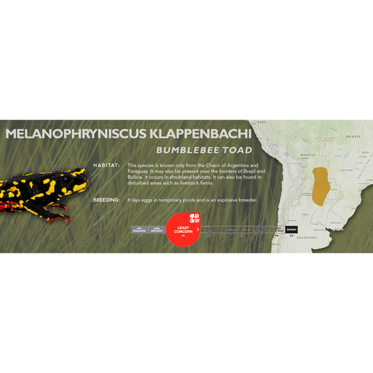 Bumblebee Toad (Melanophryniscus klappenbachi) - Classic Vivarium Label