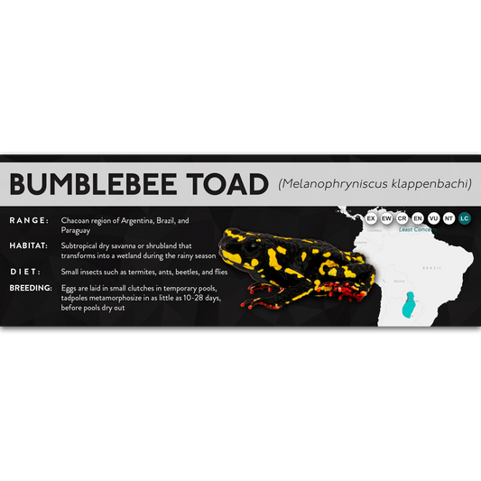 Bumblebee Toad (Melanophryniscus klappenbachi) - X Label