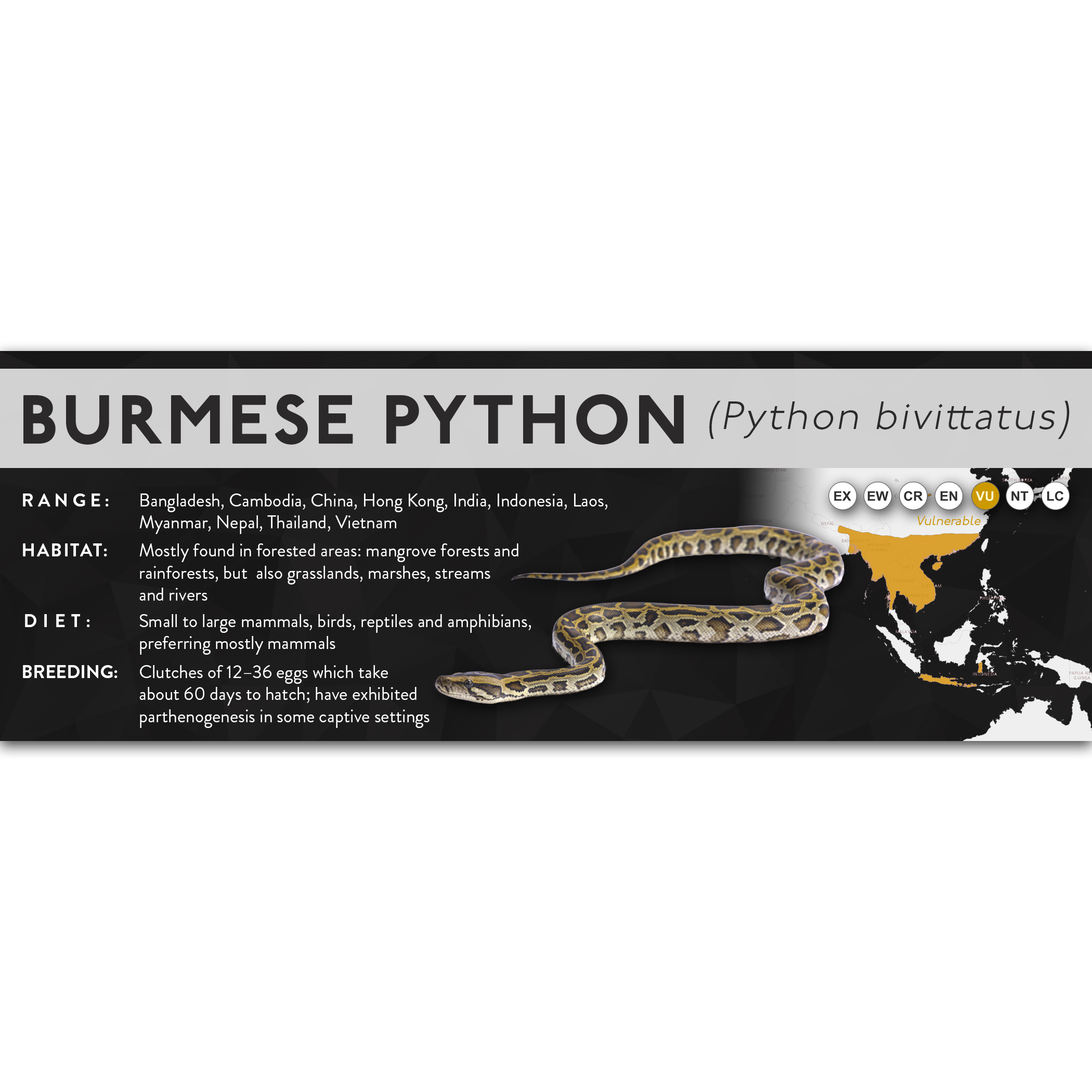 Burmese Python (Python bivittatus) - X Label – Cloud Forest Design