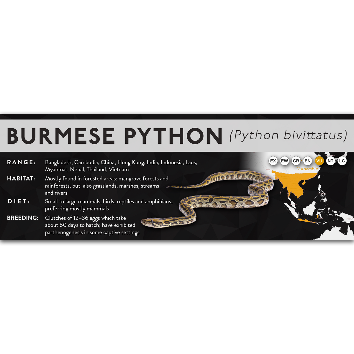 Burmese Python (Python bivittatus) - X Label – Cloud Forest Design