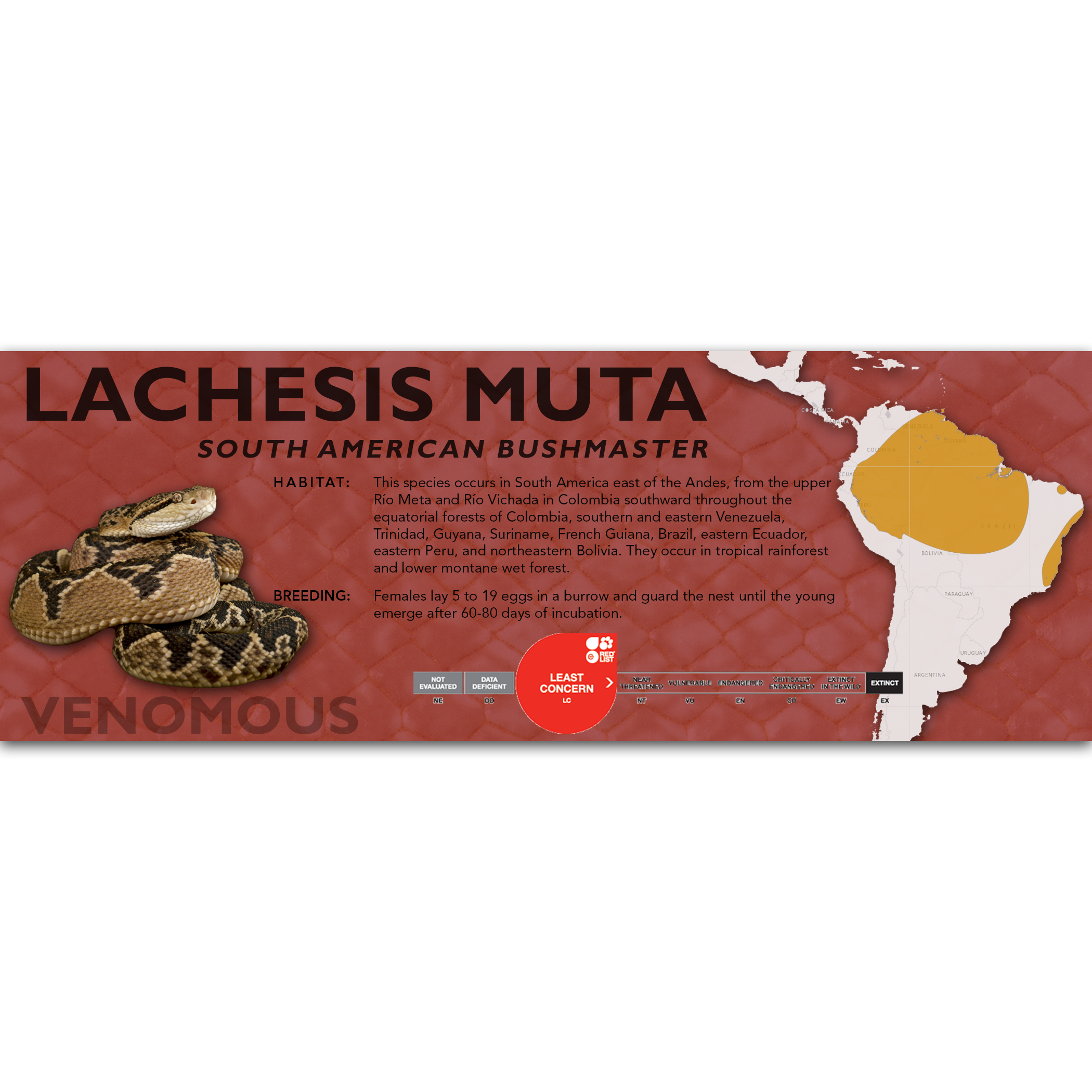 South American Bushmaster (Lachesis muta) Classic Vivarium Label ...