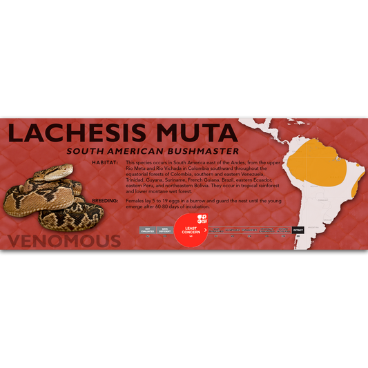 South American Bushmaster (Lachesis muta) Classic Vivarium Label