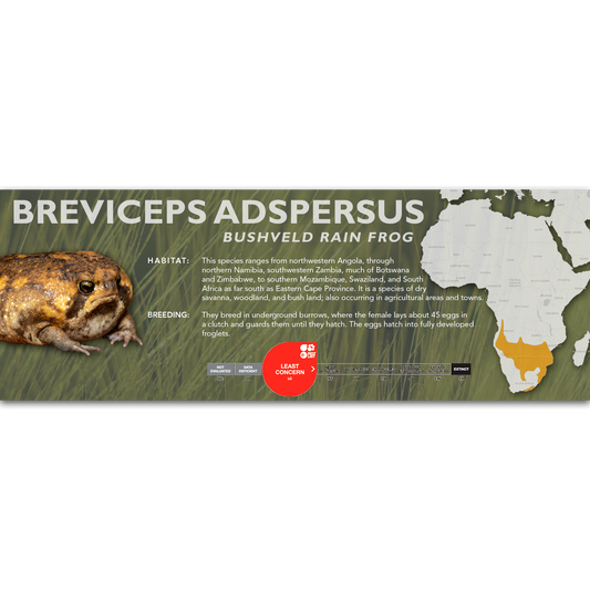 Bushveld Rain Frog (Breviceps adspersus) - Classic Vivarium Label