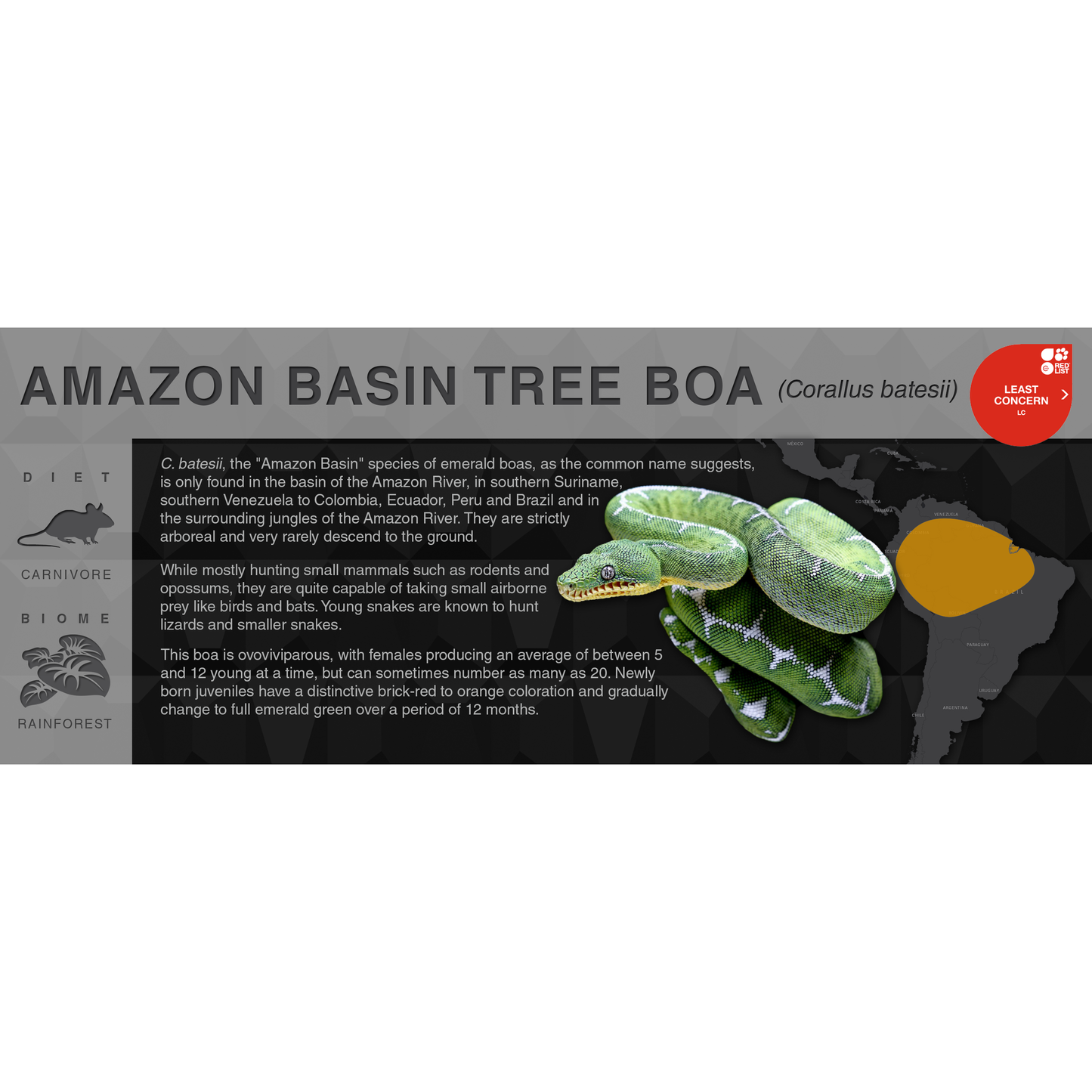 Amazon Basin Tree Boa (Corallus batesii) - Black Series Vivarium Label