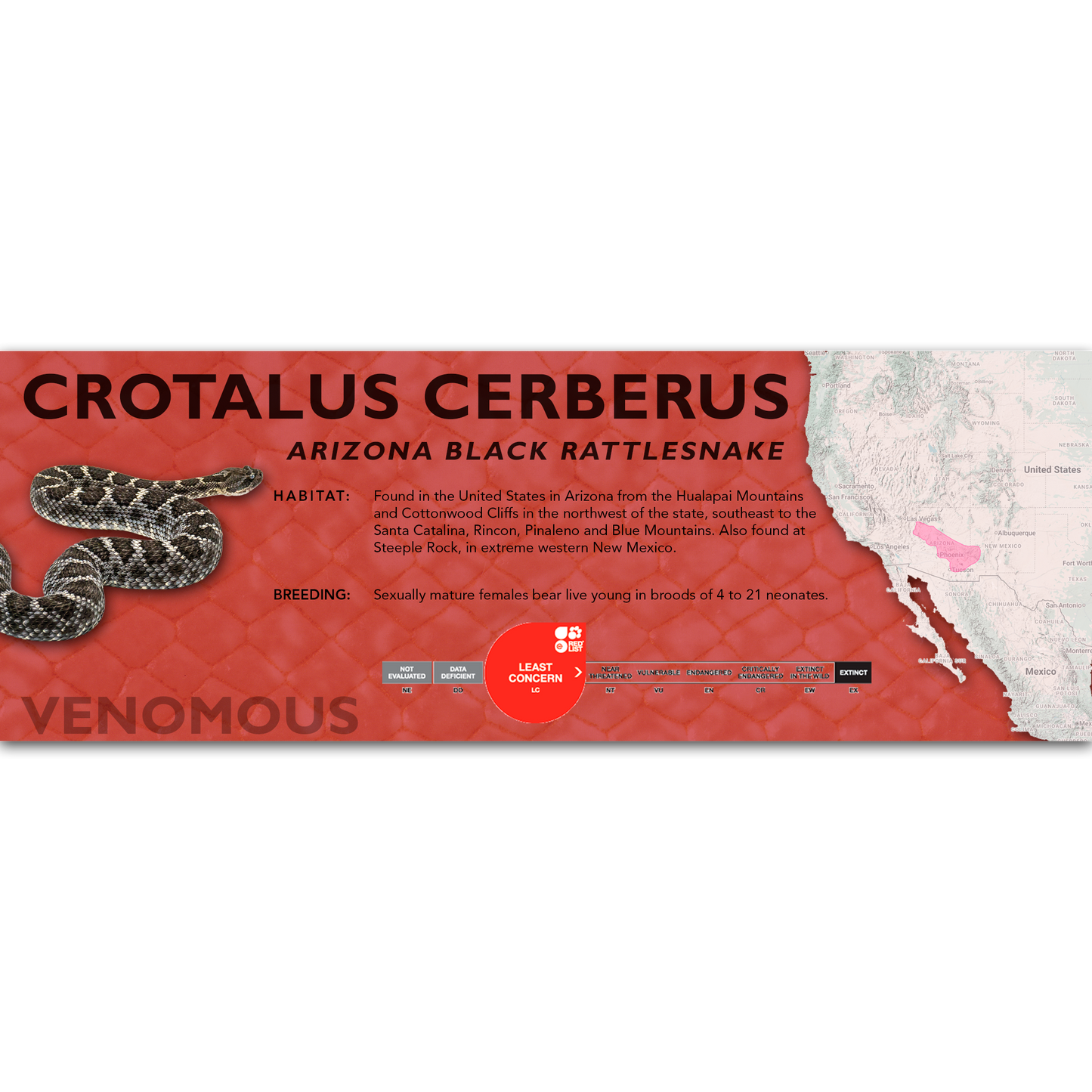 Arizona Black Rattlesnake (Crotalus cerberus) Classic Vivarium Label