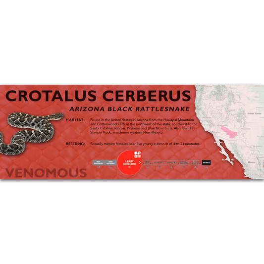 Arizona Black Rattlesnake (Crotalus cerberus) Classic Vivarium Label