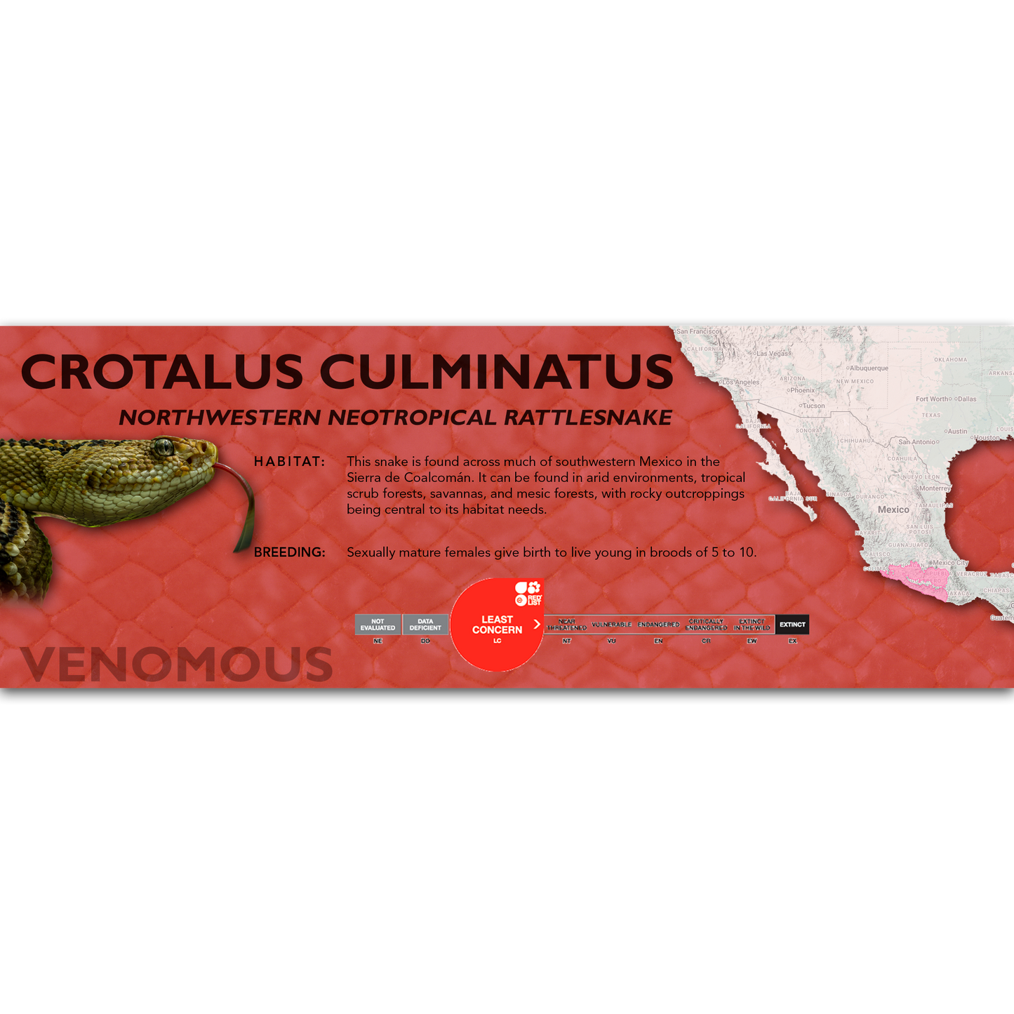 Northwestern Neotropical Rattlesnake (Crotalus culminatus) Classic Vivarium Label