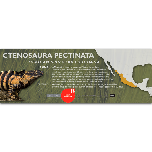Mexican Spiny-Tailed Iguana (Ctenosaura pectinata) Classic Vivarium Label
