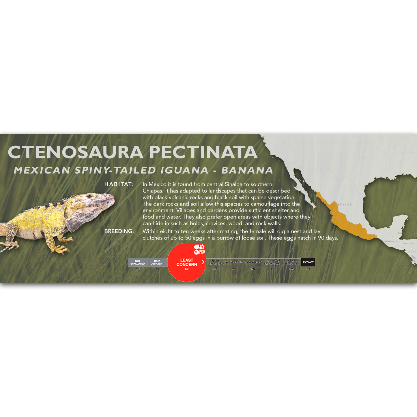 Mexican Spiny-Tailed Iguana (Ctenosaura pectinata) Classic Vivarium Label