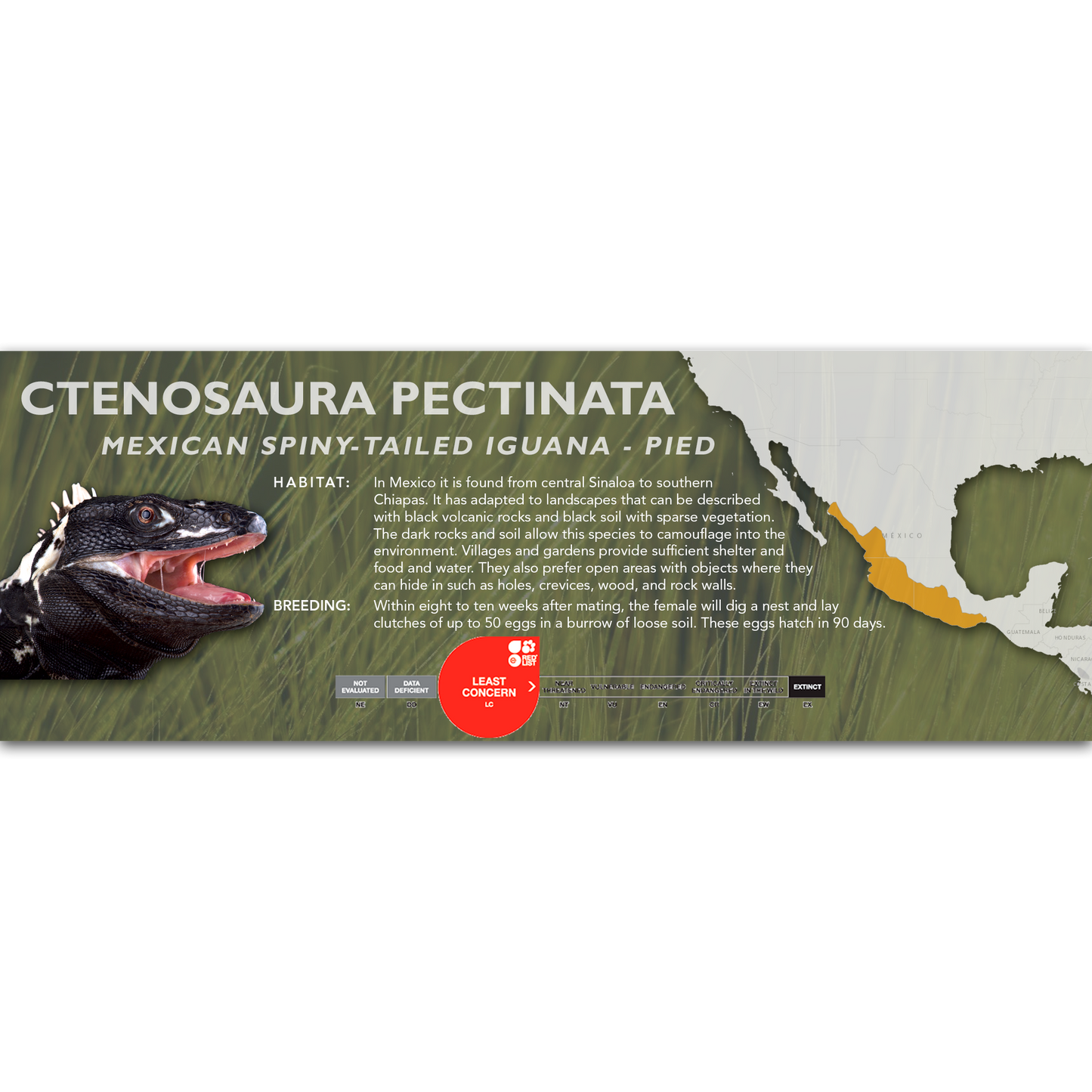 Mexican Spiny-Tailed Iguana (Ctenosaura pectinata) Classic Vivarium Label