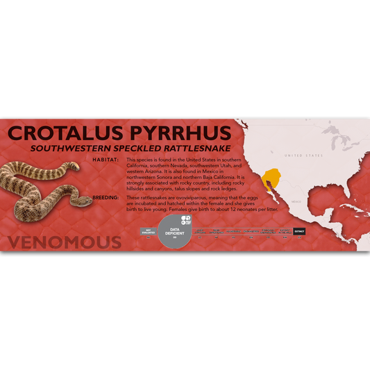 Southwestern Speckled Rattlesnake (Crotalus pyrrhus) Classic Vivarium Label