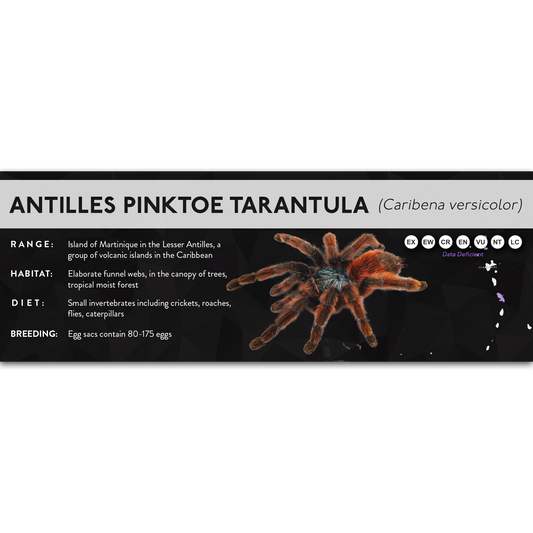 Antilles Pinktoe Tarantula (Caribena versicolor) - X Label