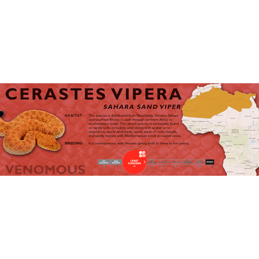 Sahara Sand Viper (Cerastes vipera) Classic Vivarium Label