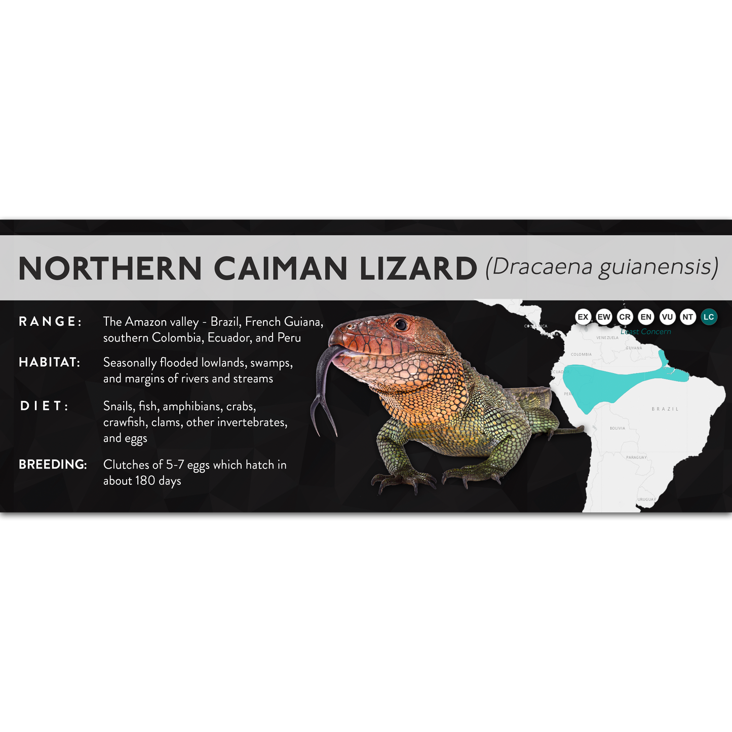 Northern Caiman Lizard (Dracaena guianensis) - X Label