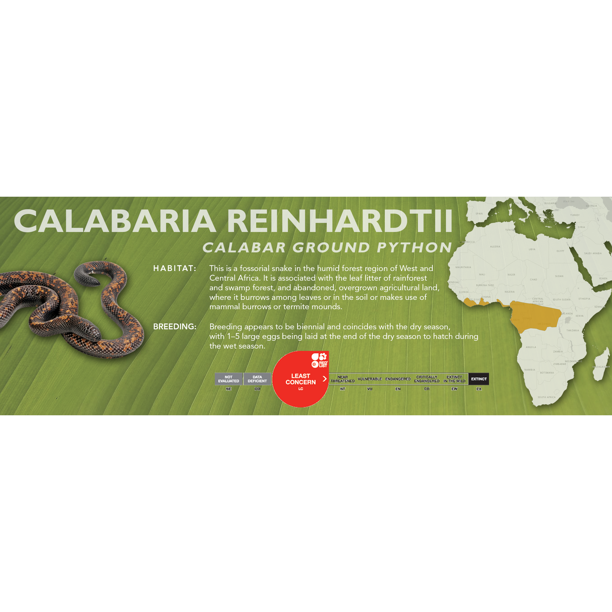 Calabar Ground Python (Calabaria reinhardtii) Classic Vivarium Label ...