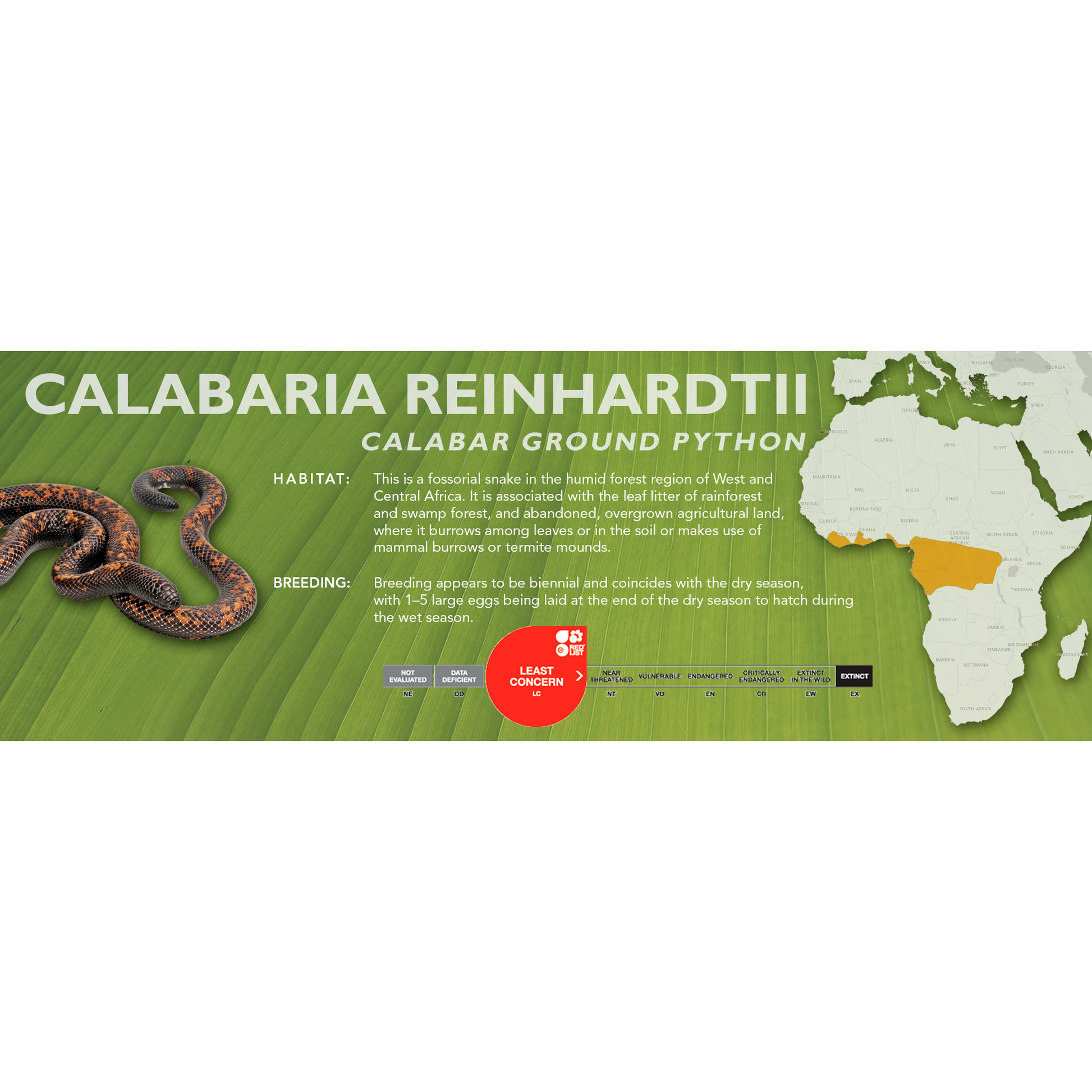 Calabar Ground Python (Calabaria reinhardtii) Standard Vivarium Label ...
