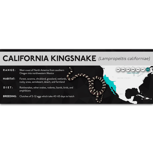 California Kingsnake (Lampropeltis californiae) - X Label