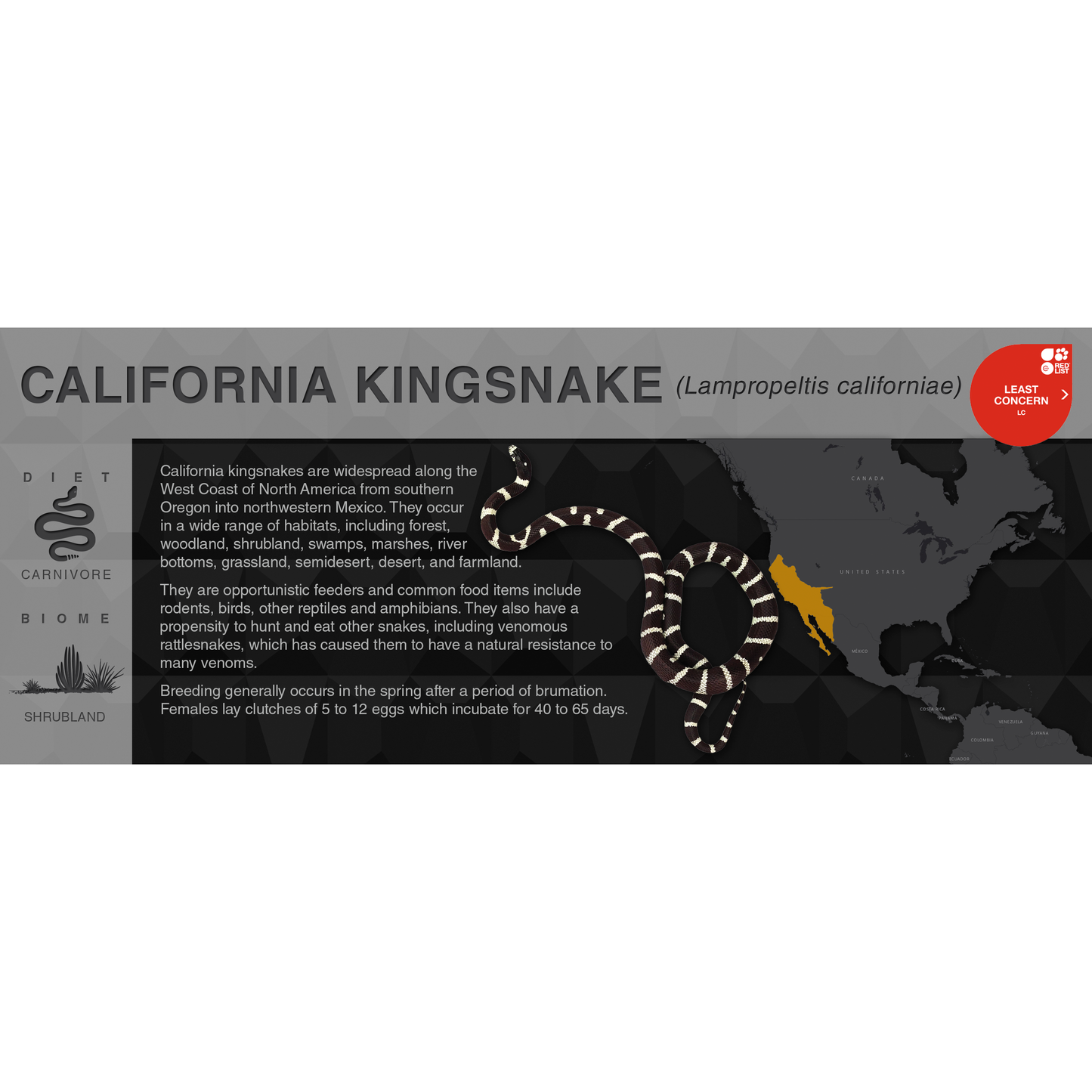 California Kingsnake (Lampropeltis californiae) - Black Series Vivarium Label