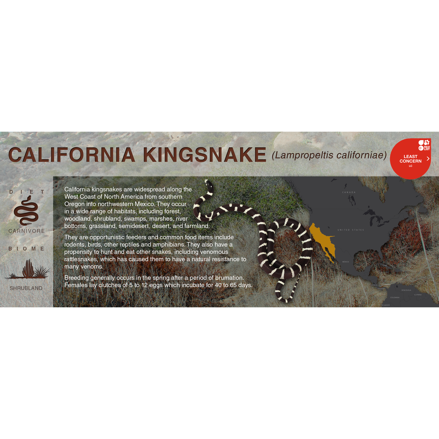 California Kingsnake (Lampropeltis californiae) - Black Series Vivarium Label