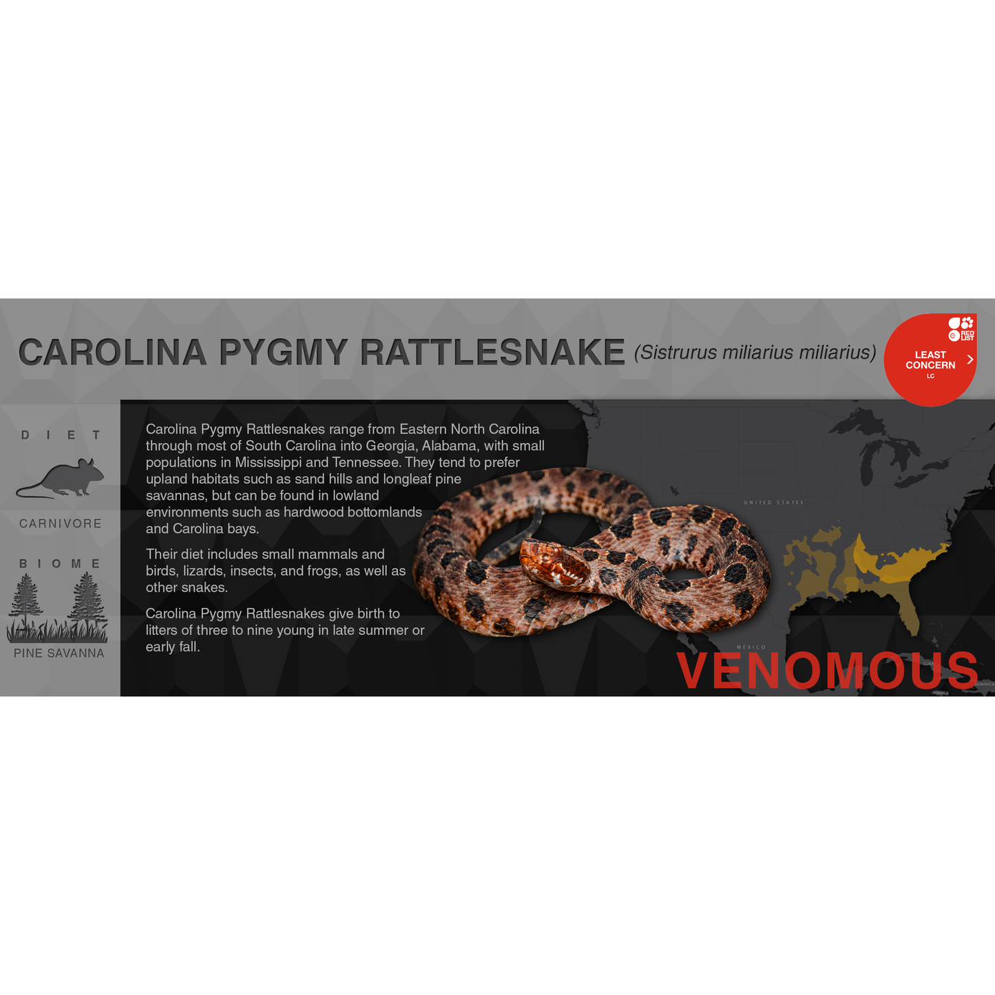 Pygmy Rattlesnake (Sistrurus miliarius) - Black Series Vivarium Label