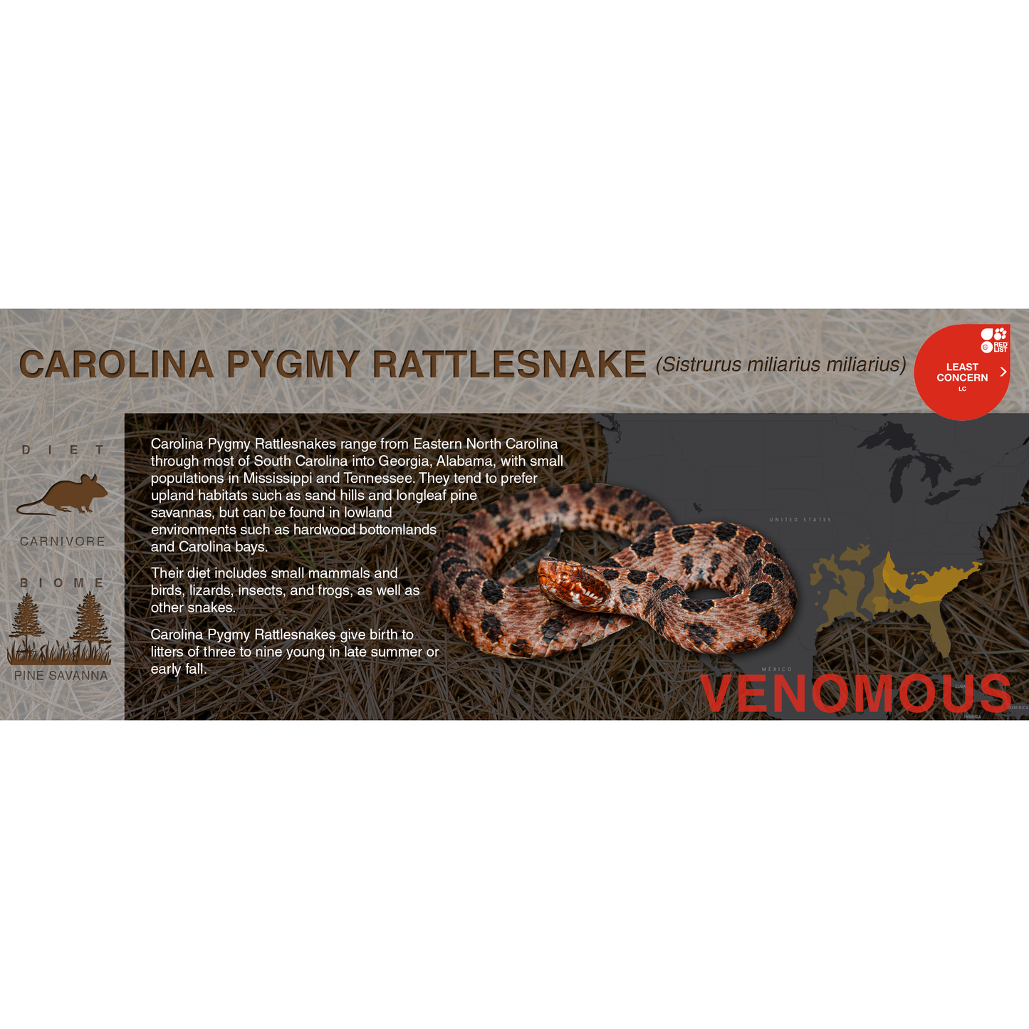 Pygmy Rattlesnake (Sistrurus miliarius) - Black Series Vivarium Label