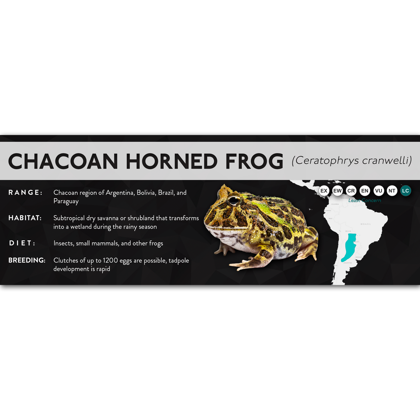 Chacoan Horned Frog (Ceratophrys cranwelli) - X Label