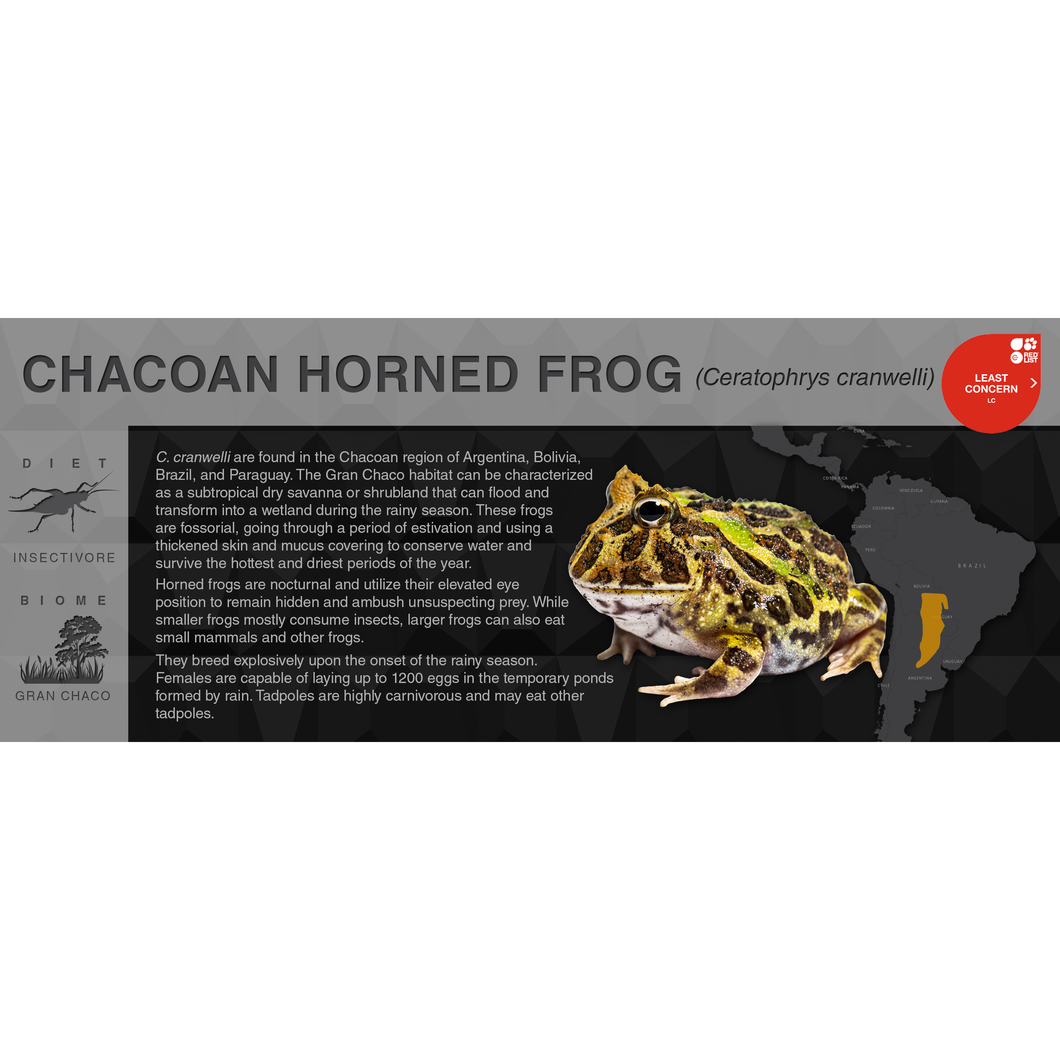 Chacoan Horned Frog (Ceratophrys cranwelli) - Black Series Vivarium Label