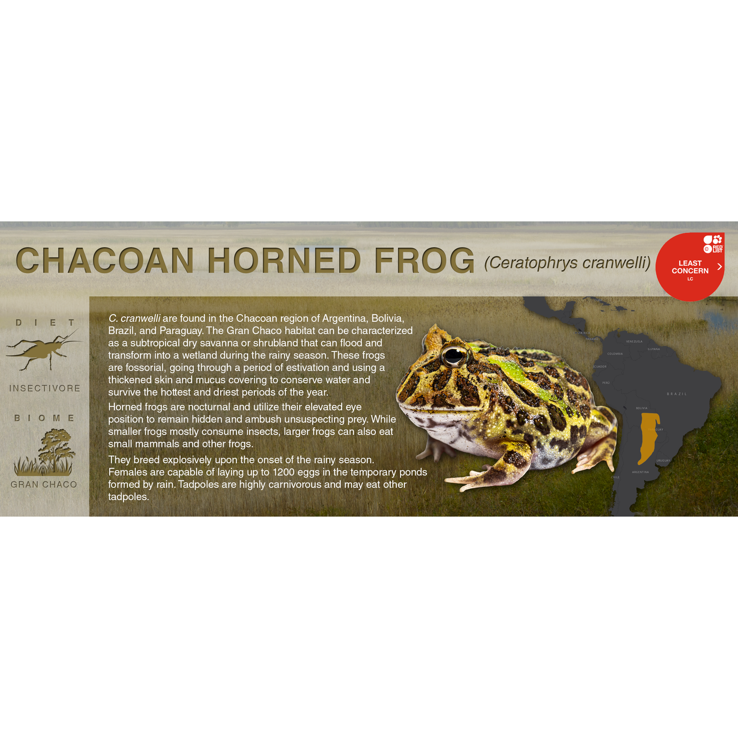 Chacoan Horned Frog (Ceratophrys cranwelli) - Black Series Vivarium Label