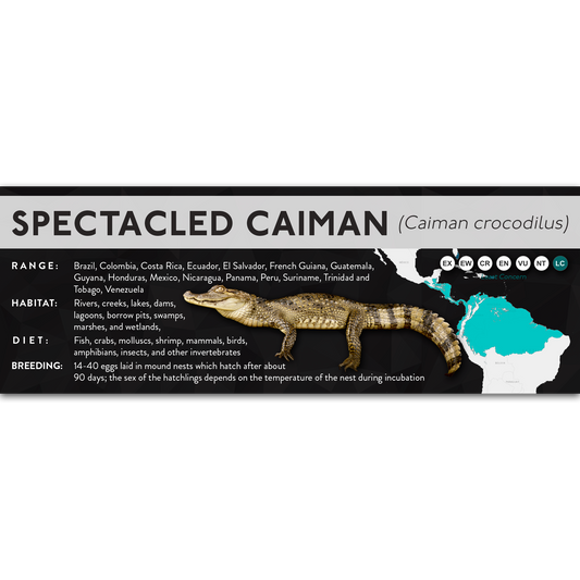 Spectacled Caiman (Caiman crocodilus) - X Label