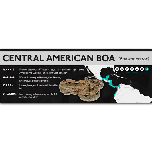 Central American Boa (Boa imperator) - X Label