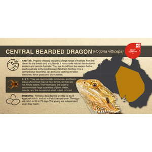Central Bearded Dragon (Pogona vitticeps) - Aluminum Sign