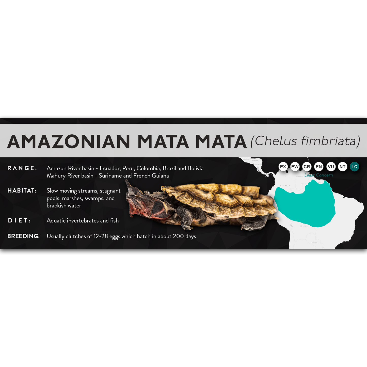 Amazonian Mata Mata (Chelus fimbriata) - X Label