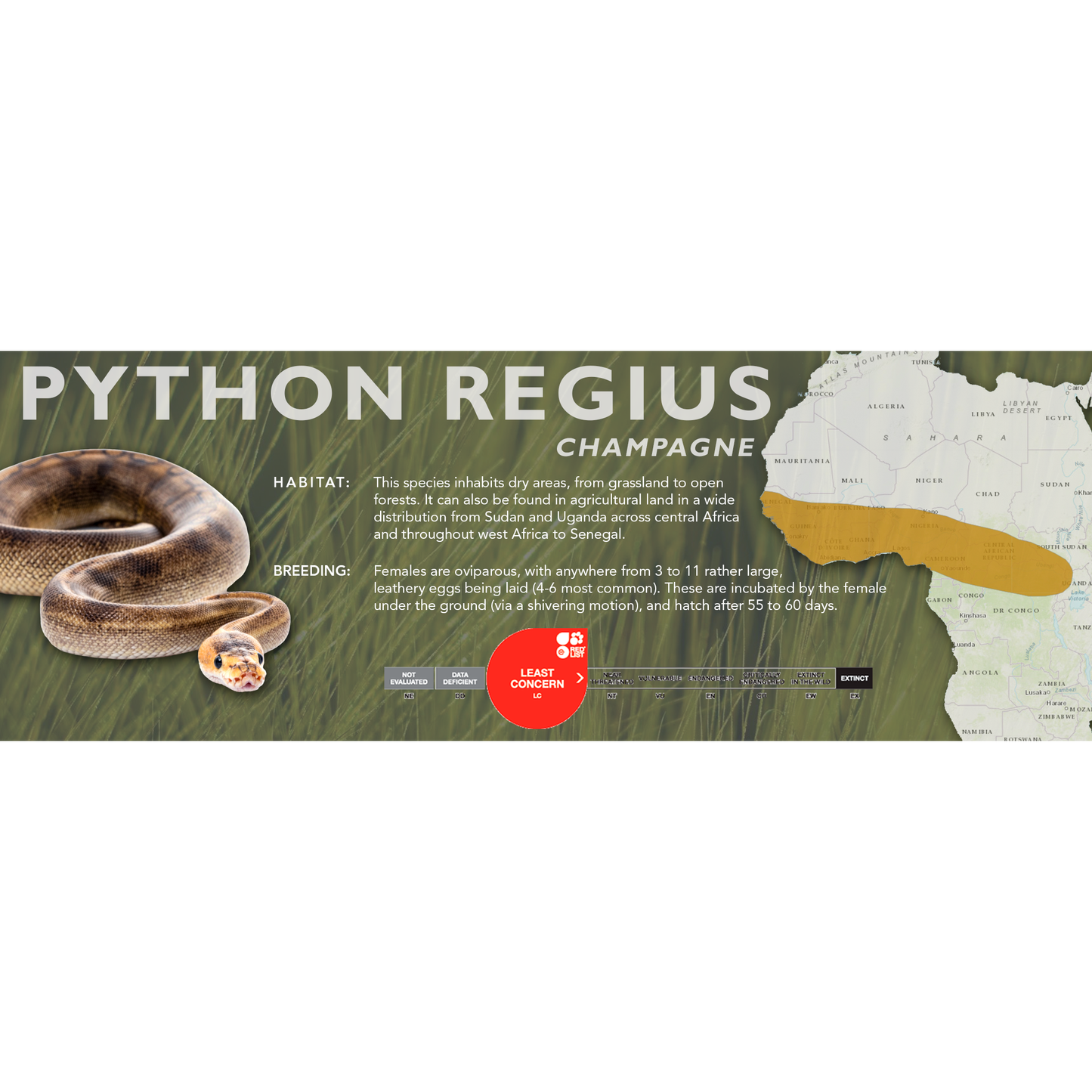 Ball Python (Python regius) Classic Vivarium Label