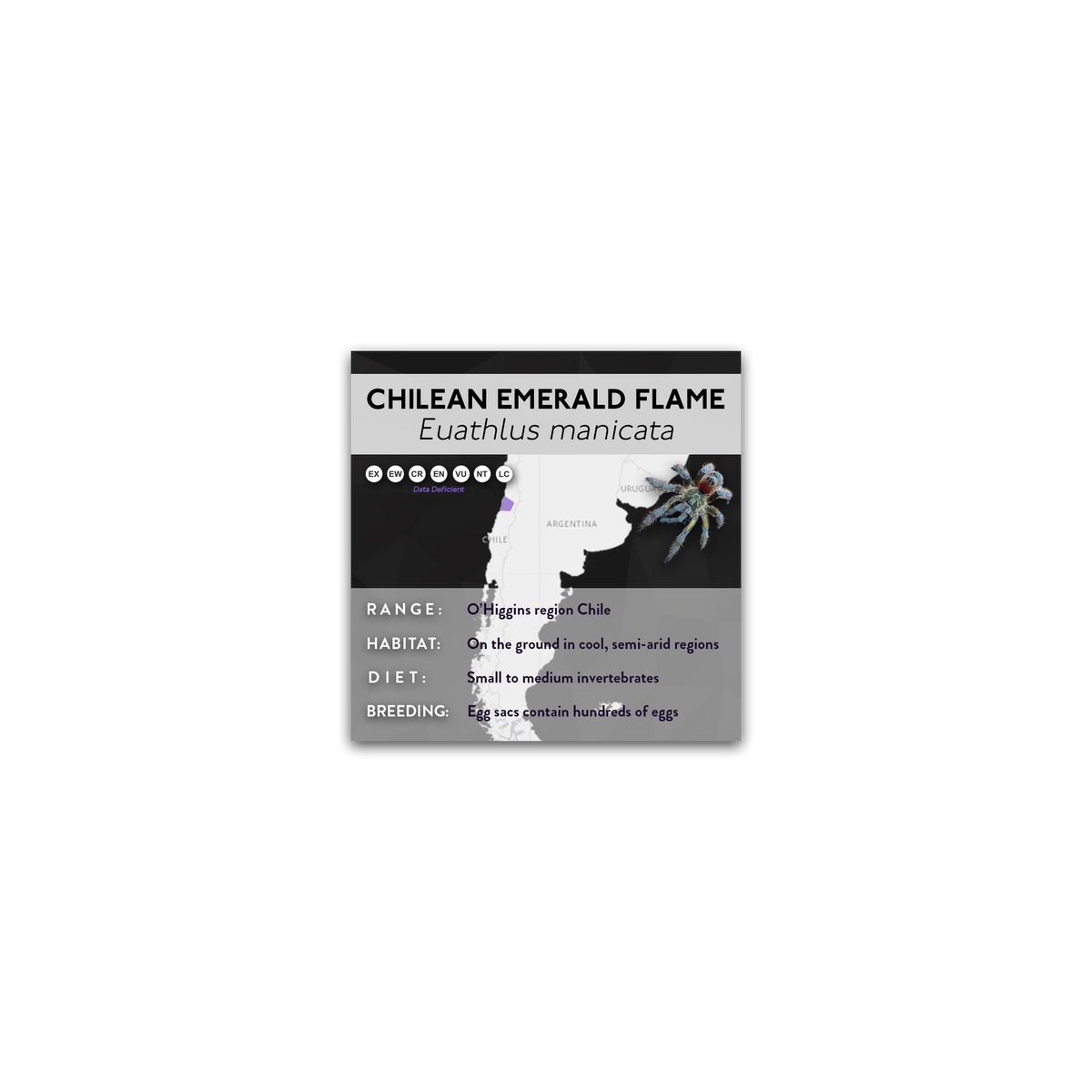 Chilean Flame Tarantula (Euathlus manicata) - X Label