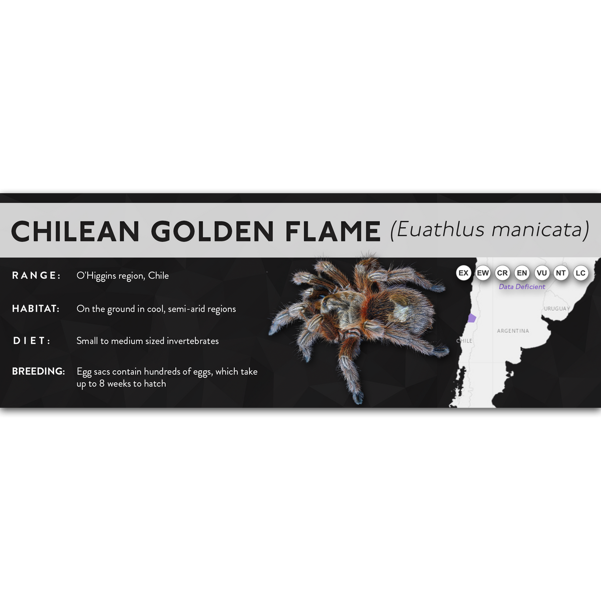 Chilean Flame Tarantula (Euathlus manicata) - X Label