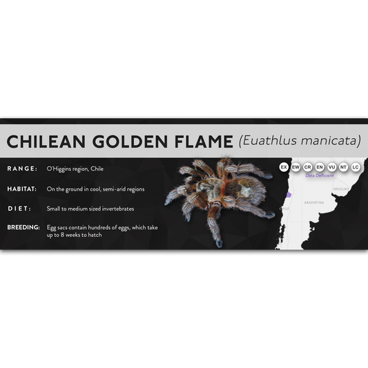 Chilean Flame Tarantula (Euathlus manicata) - X Label