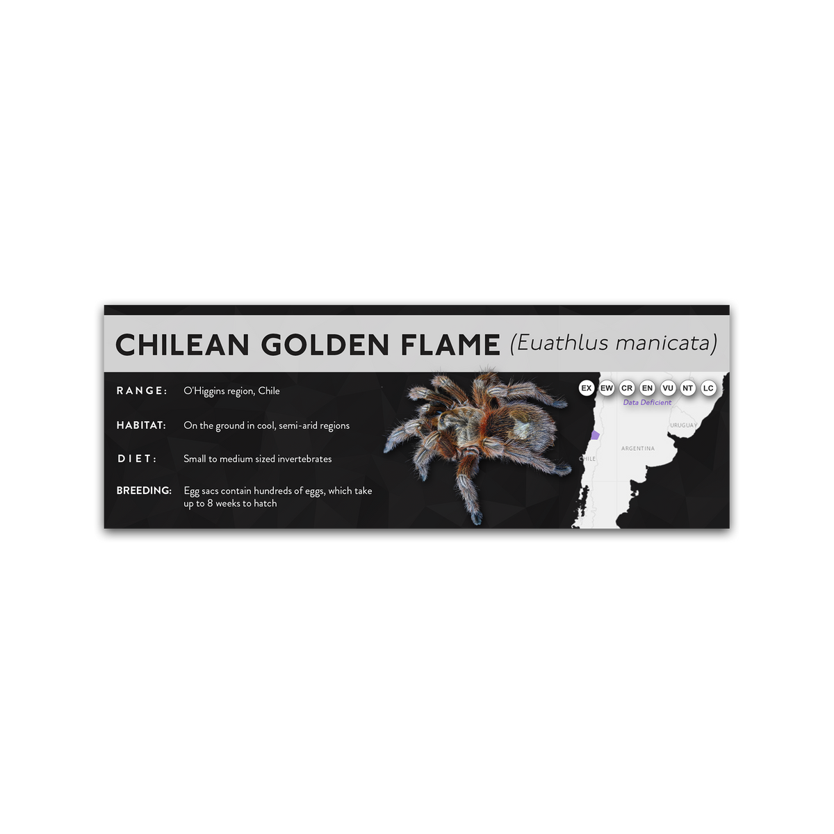 Chilean Flame Tarantula (Euathlus manicata) - X Label
