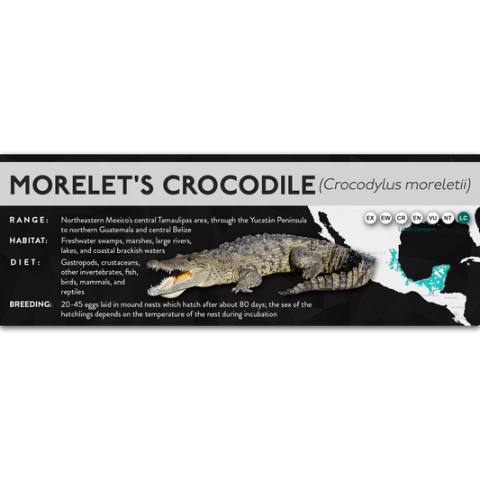 Morelet's Crocodile (Crocodylus moreletii) - X Label